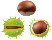 Chestnut PNG