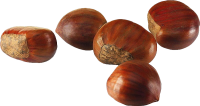 Chestnut PNG
