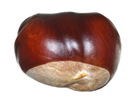 Chestnut PNG picture