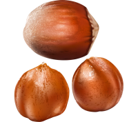 Chestnut PNG image