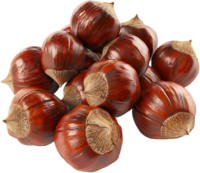 Chestnut PNG