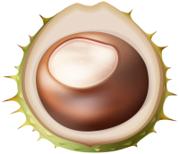 Chestnut PNG
