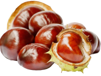Chestnut PNG