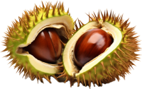 Chestnut PNG