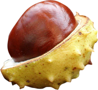 Chestnut PNG