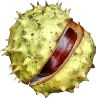 Chestnut PNG