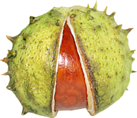 Chestnut PNG