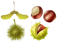 Chestnut PNG