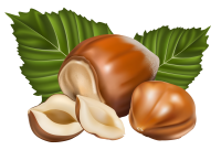 Chestnut PNG