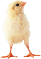 Chick PNG