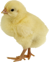 Chick PNG