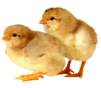 Chick PNG