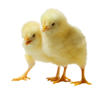 Chick PNG