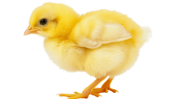 Chick PNG