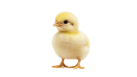 Chick PNG