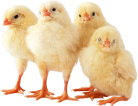 Chick PNG