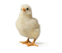 Chick PNG