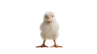 Chick PNG
