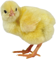 Chick PNG