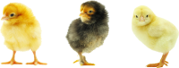 Chick PNG