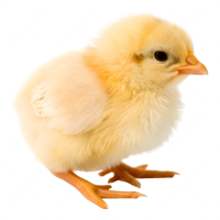 Chick PNG