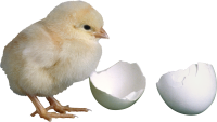 Chick PNG