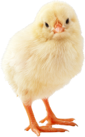 Chick PNG