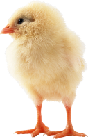 Chick PNG