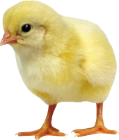Chick PNG