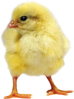 Chick PNG