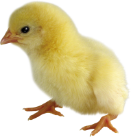 Chick PNG