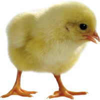 Chick PNG
