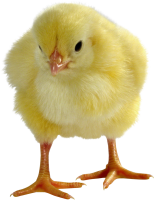 Chick PNG