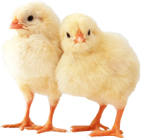 Chick PNG