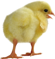 Chick PNG