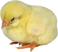 Chick PNG