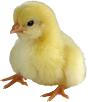 Chick PNG