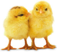 Chick PNG