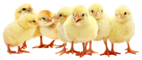 Chick PNG