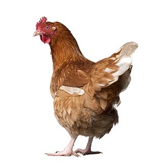 Chicken PNG image