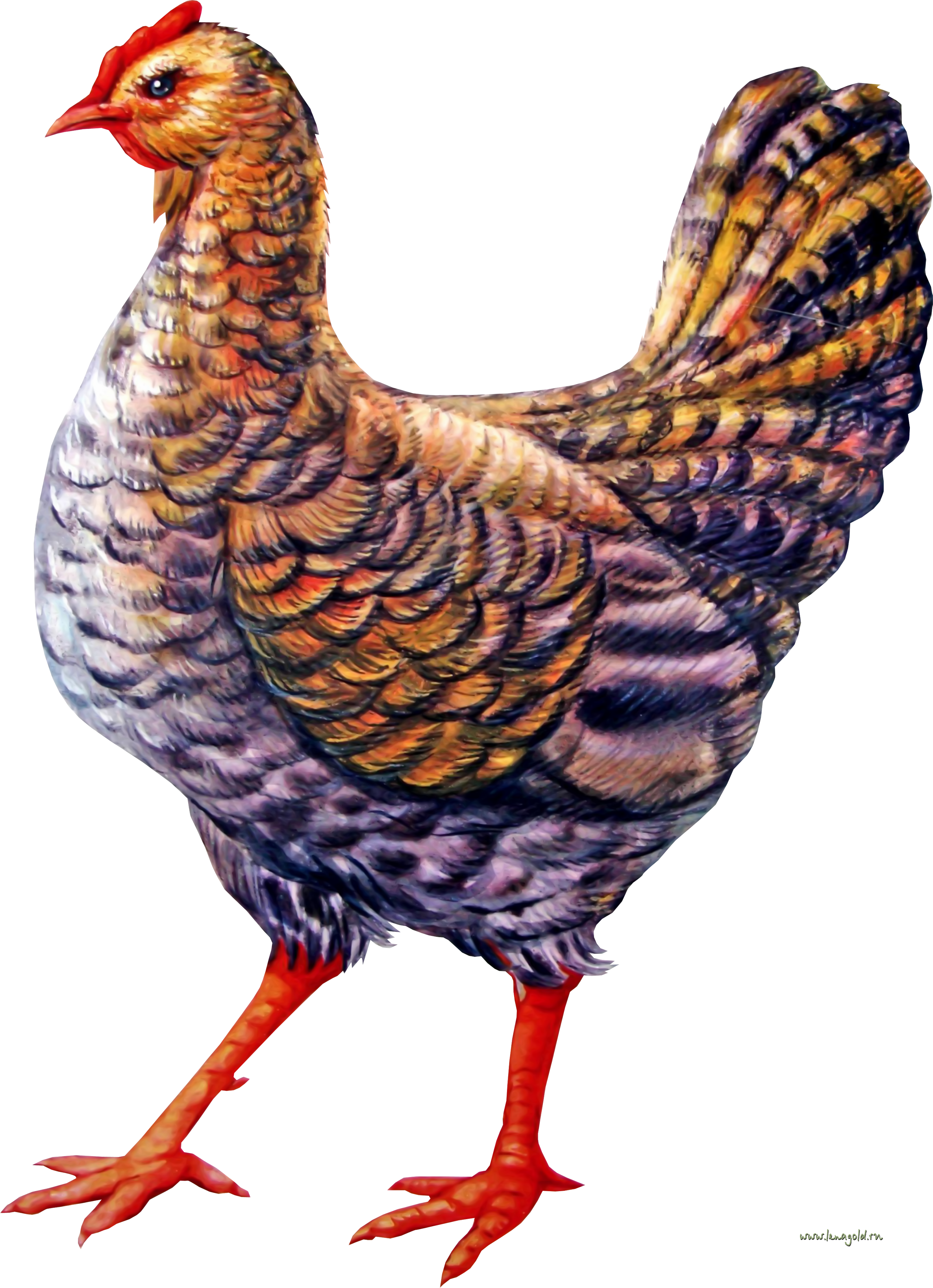 Chicken PNG images, free chicken picture download 