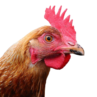 Chicken head PNG image