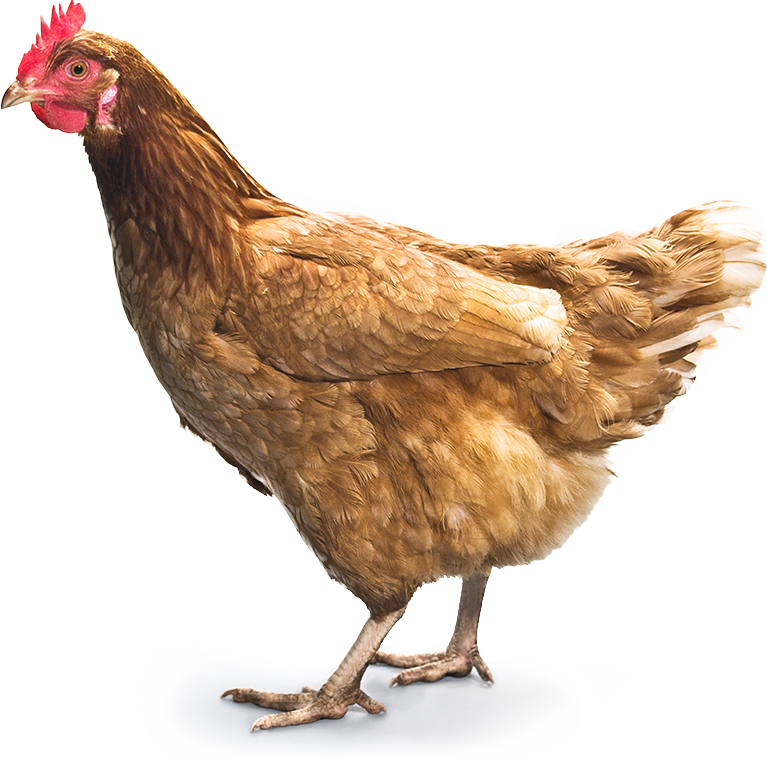 Chicken PNG image