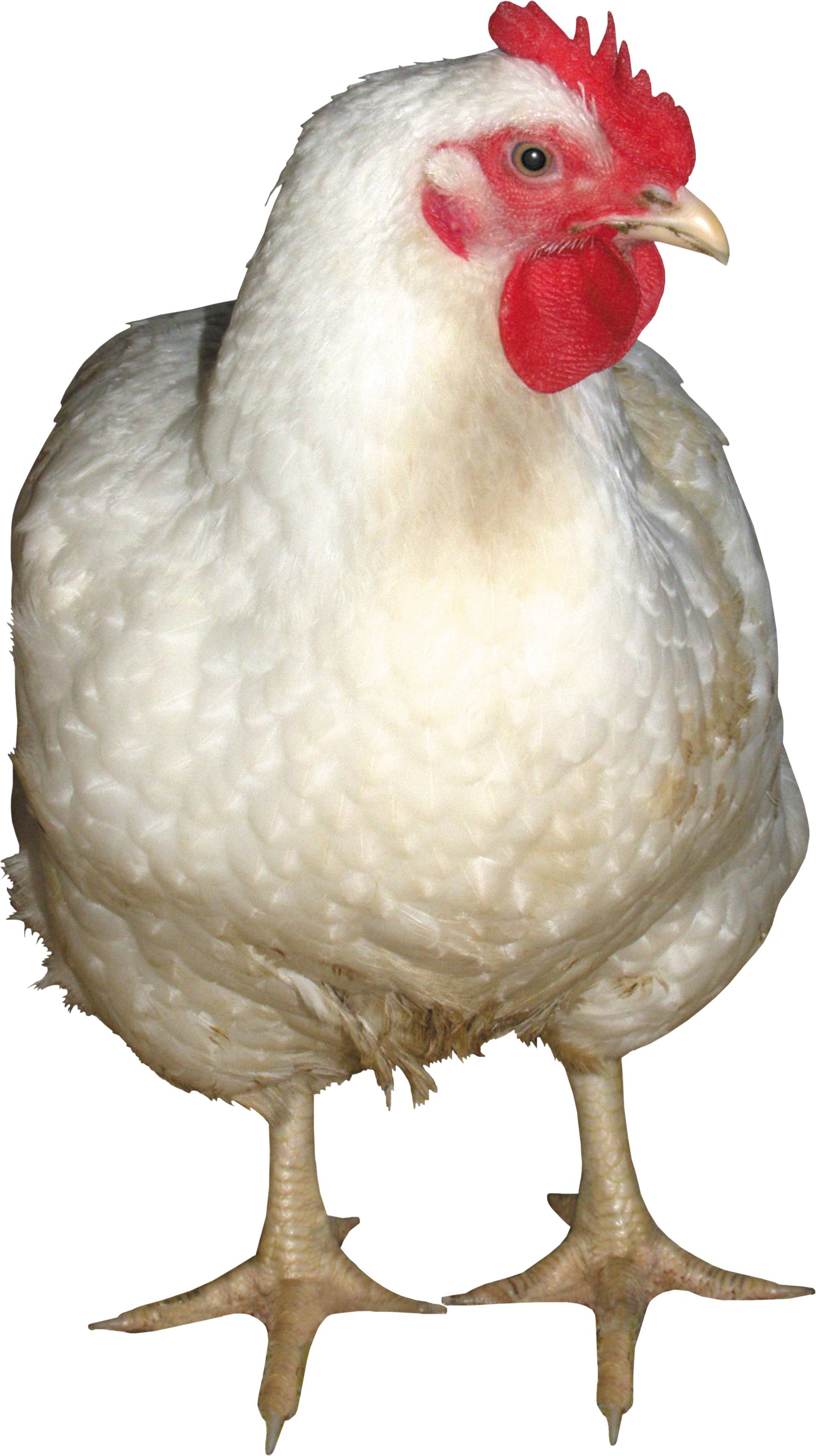 Pollo PNG