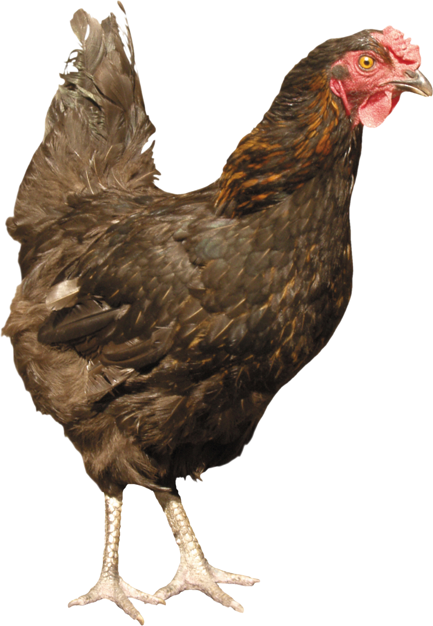Chicken PNG Image