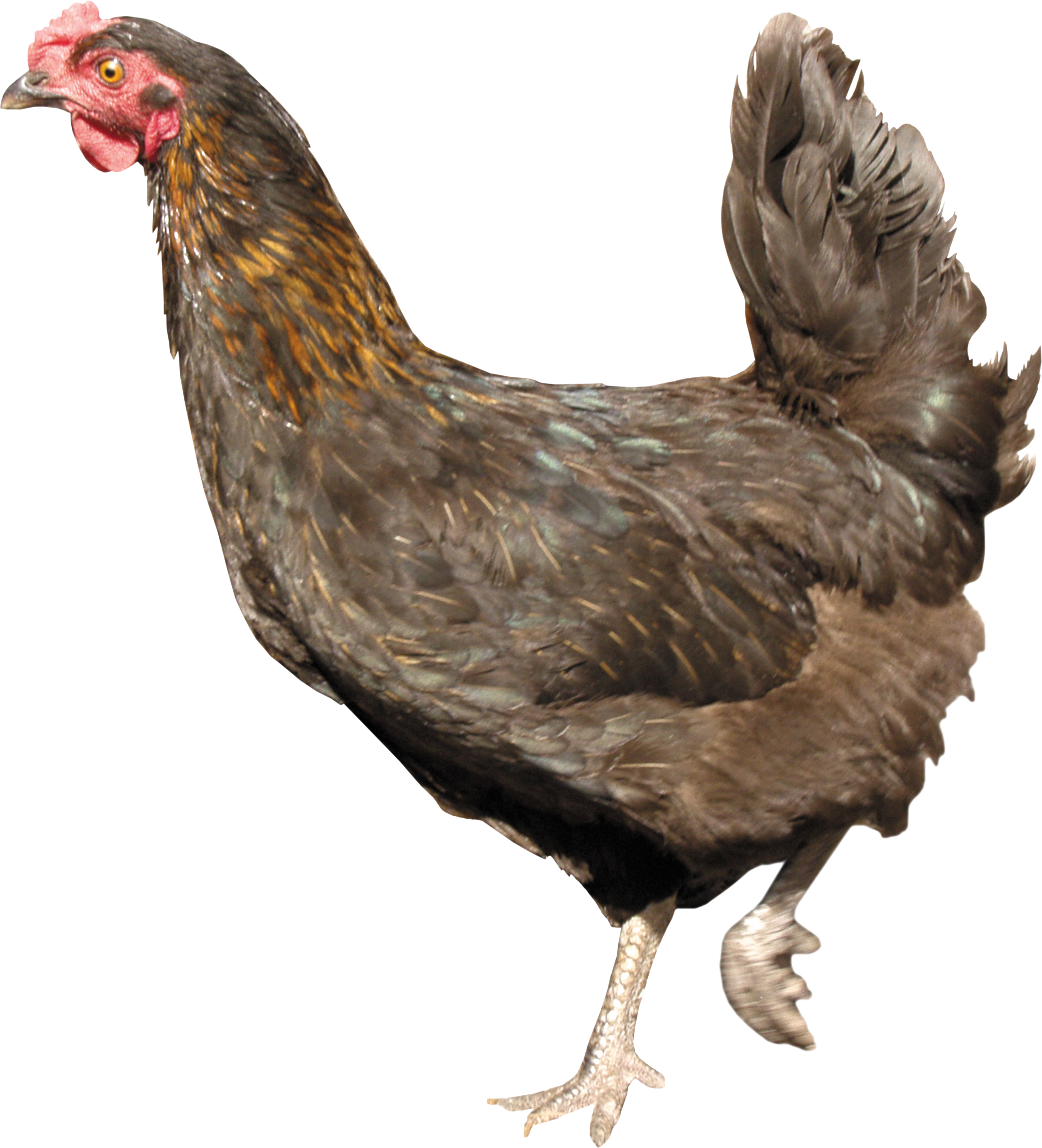 chicken