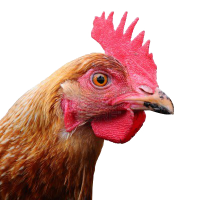 Chicken head PNG image