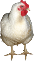 белая курица PNG фото