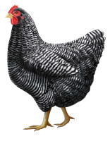 Gray chicken PNG image