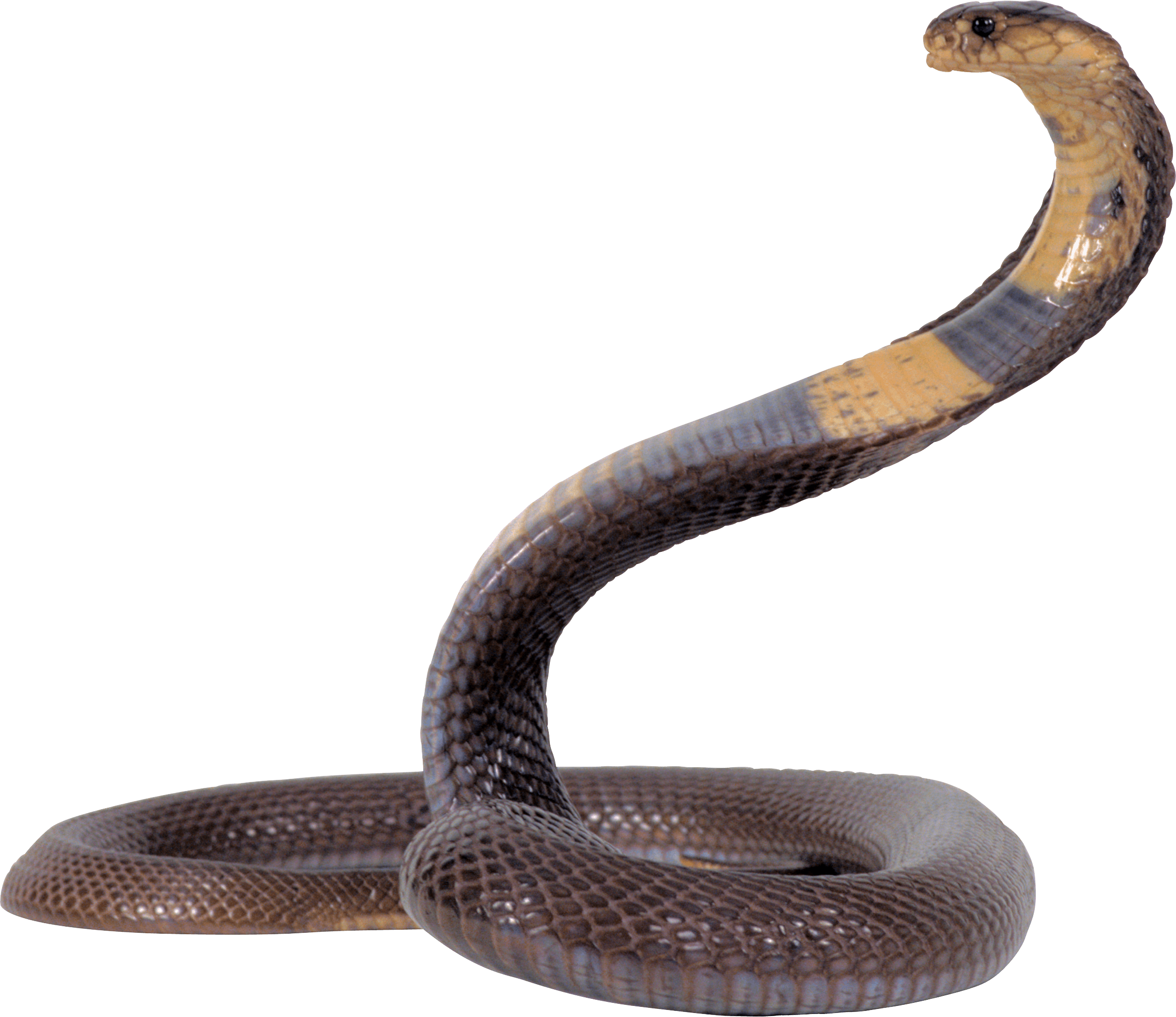 Cobra Png Transparent Image Download Size 2331x2016px